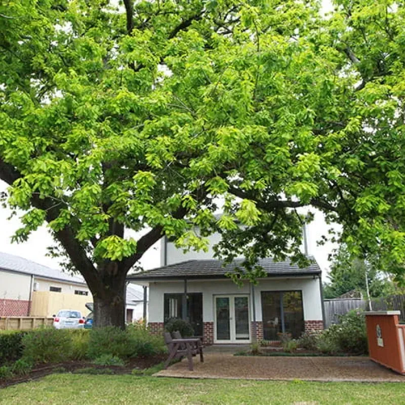 Shaded outdoor barbecue area with large trees and village buildings behind
