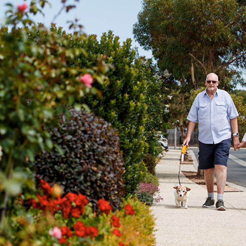 A couple walking their dog on a sidewalk.
